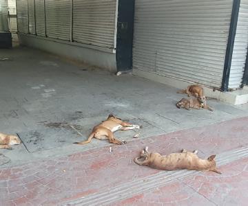 Locatarios de mercado en Navojoa se encargan de invasión de garrapatas