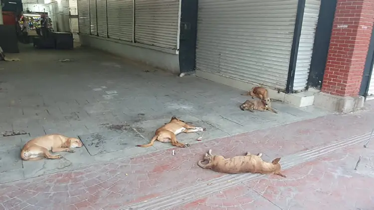 Garrapatas invaden mercado municipal de Navojoa (Foto:John Castellón/EXPRESO)