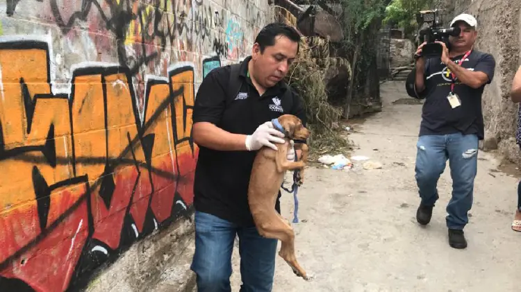 SSA atendió a la mascota de mujer infectada con rickettsiosis (Foto:Jesús Ballesteros/EXPRESO)