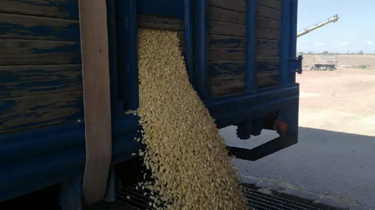 Falta de apoyos impacta negativamente a acopiadoras de granos (Foto:Ana Camargo/EXPRESO)