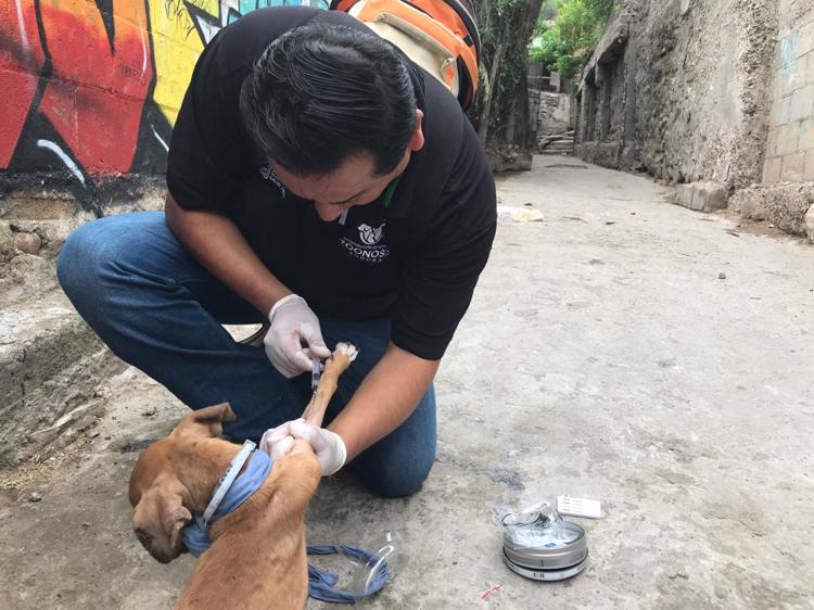 Afectada por rickettsiosis se mantiene estable; SSA atiende a mascota