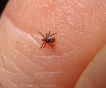 Letalidad por rickettsiosis en Sonora alcanza el 75%