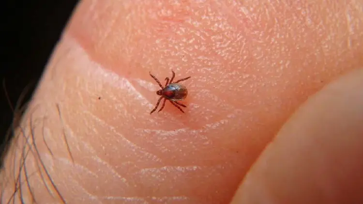 La rickettsiosis también es conocida como fiebre manchada. (Foto: Especial/EXPRESO)