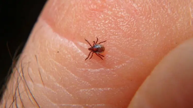 Rickettsia ha dejado cuatro fallecimientos en Guaymas y Empalme (Foto:Especial/EXPRESO)