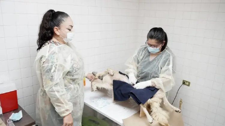 Reactivan Centro de Atención Animal en Navojoa (Foto:John Castellón/EXPRESO)