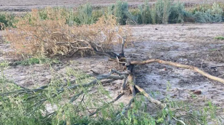 Habitantes de La Galera denuncian tala de árboles endémicos (Foto:John Castellón/EXPRESO)