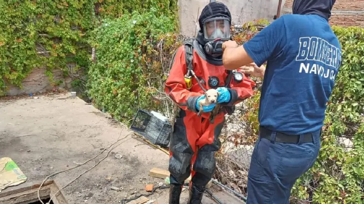 Salvan vida de cachorro en canal de Navojoa (Foto:Especial/EXPRESO)
