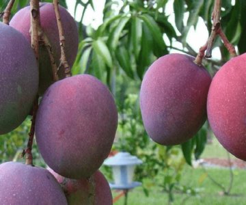 Familia se pelea a machetazos ¡por un árbol de mangos!