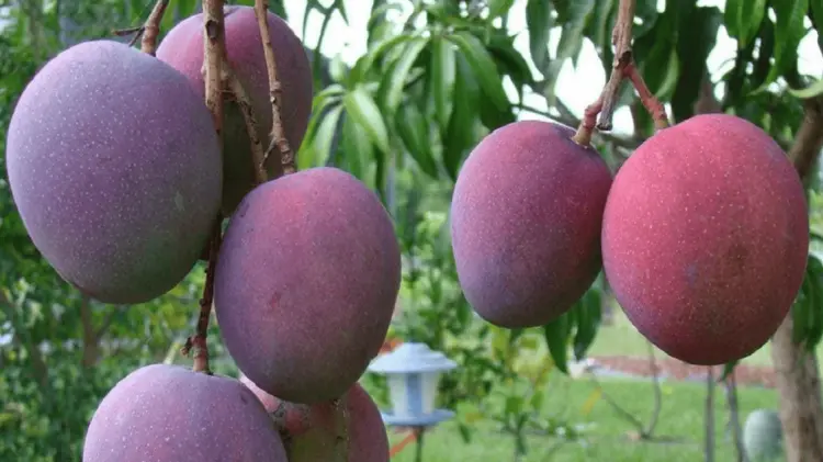 Dos adolescentes y un adulto mayor resultaron heridos. (Foto: Especial/EXPRESO)