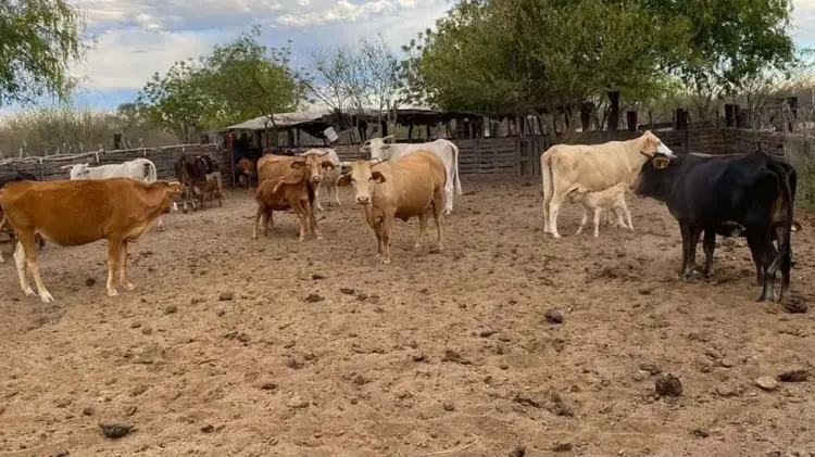 Foto: Especial / EXPRESO.