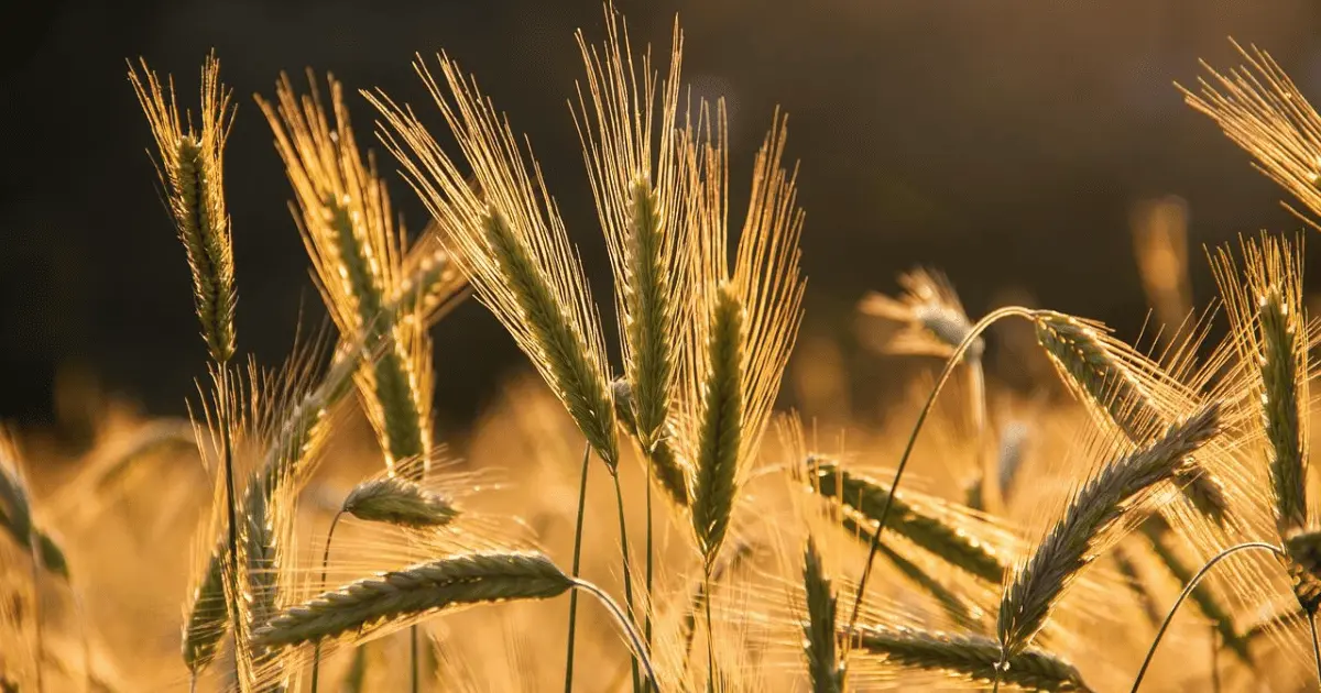 Sur de Sonora no tiene condiciones para el cultivo de cebada: productores