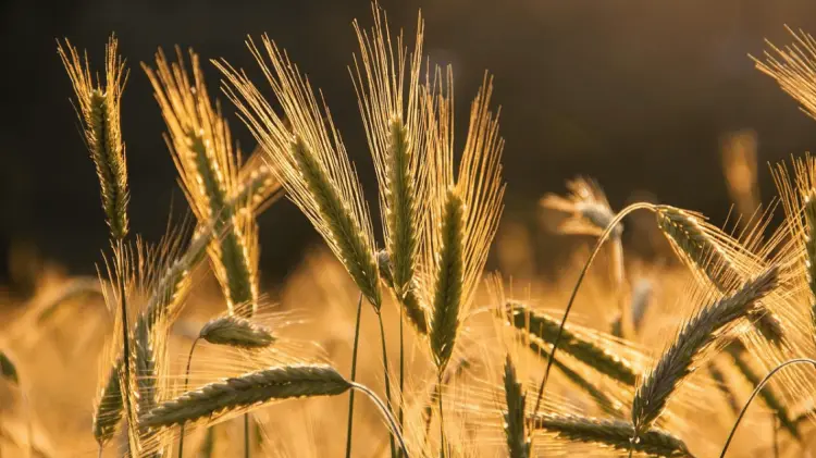 En este ciclo agrícola están optando por otras opciones de cultivo. (Foto: Ilustrativa/EXPRESO)