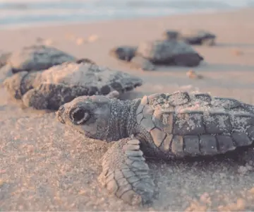 Desove de tortugas en San Carlos: un espectáculo único
