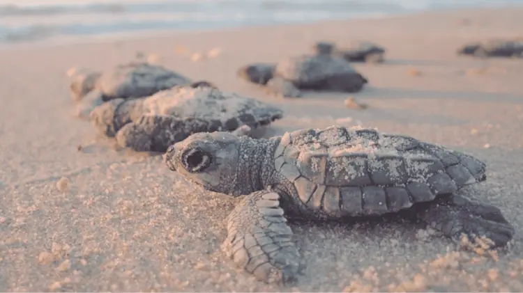La tortuga golfina tiene este proceso antes de la llegada del frío. (Foto: Especial/EXPRESO)