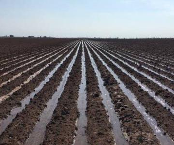 Desperdicio del 50% de agua en riego de cultivos del Valle del Yaqui