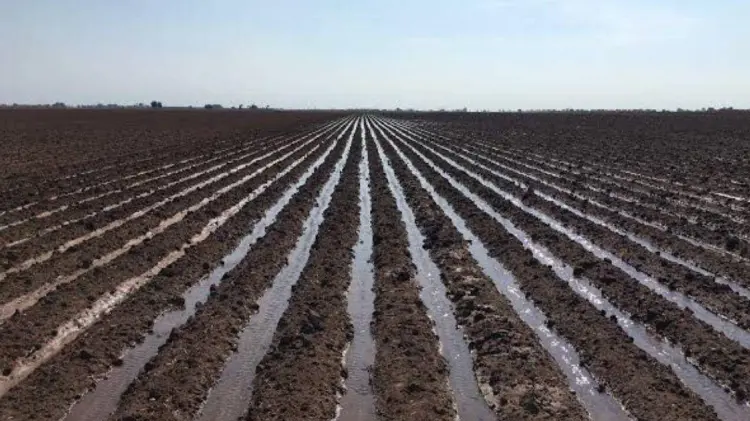 Riego de cultivo desperdicia un 50% del agua en Cajeme (Foto:Especial/EXPRESO)