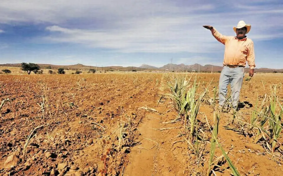 Falta de lluvias afecta la producción agrícola