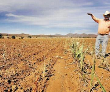 Falta de lluvias afecta la producción agrícola