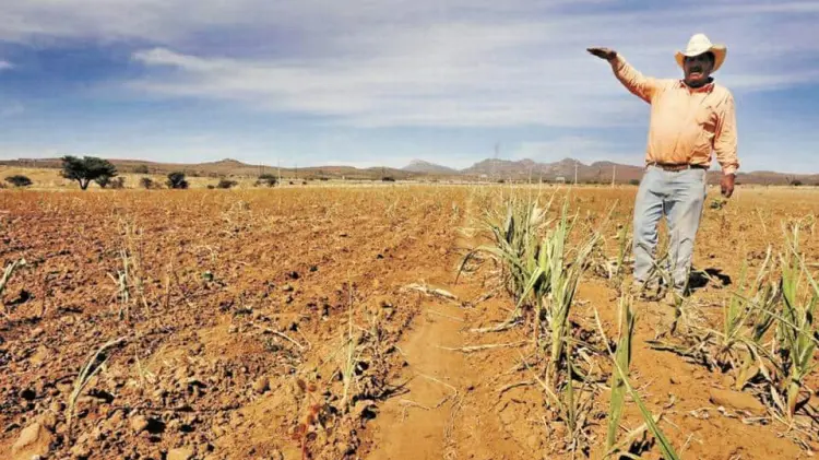 Falta de lluvias: afecta producción agrícola (Foto:Especial/EXPRESO)
