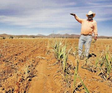 Restringirán agua para el ciclo agrícola otoño-invierno en el Valle del Mayo