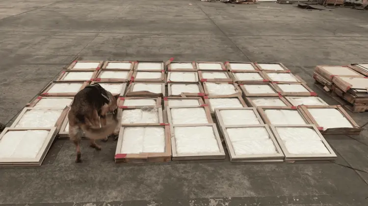 Con la colaboración de un binomio canino. (Foto: Especial/EXPRESO)