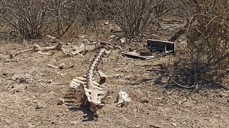 Foto: Especial / EXPRESO.