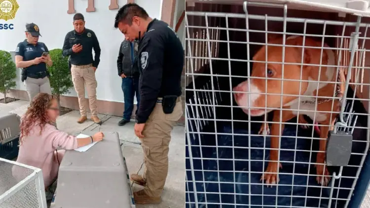 SSC rescató a dos perros pitbull que eran golpeados en CDM (Foto:Especial/EXPRESO)