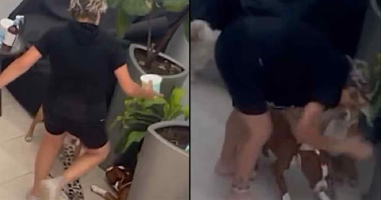 Brigadistas rescatan a dos perros pitbull que eran golpeados brutalmente