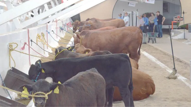 Ganadores produjeron 730 mil toneladas de carne en 2023 (Foto:Especial/EXPRESO)