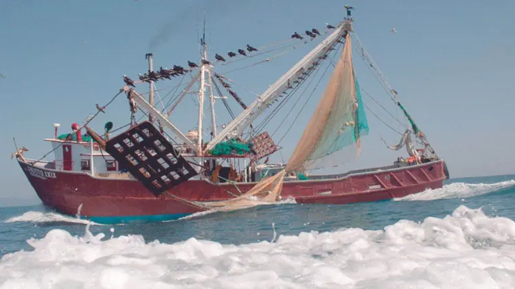 Arranca la captura de camarón de altamar: Conapesca (foto:Especial/EXPRESO)