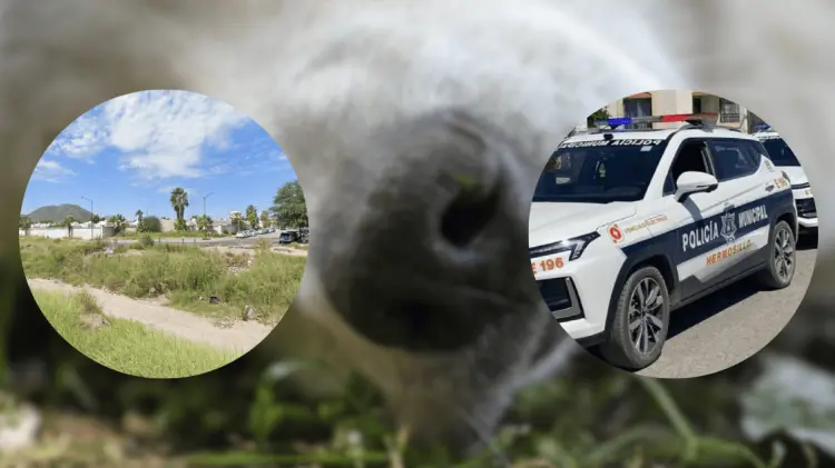 El hombre fue detenido tras la denuncia de maltrato. (Foto: Cortesía/EXPRESO)