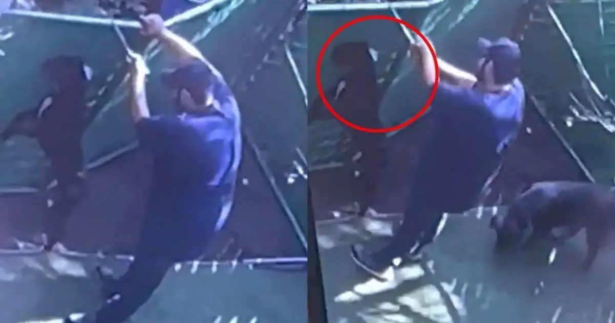 Empleado de Dogtime golpea brutalmente a perro que se alojaba en el hotel