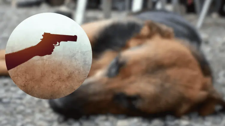 El asesino del can no fue capturado. (Foto: Ilustrativa/EXPRESO)