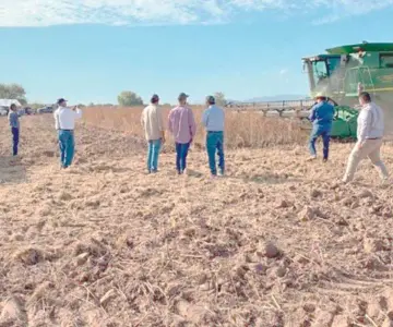 Productores de granos enfrentan precios a la baja