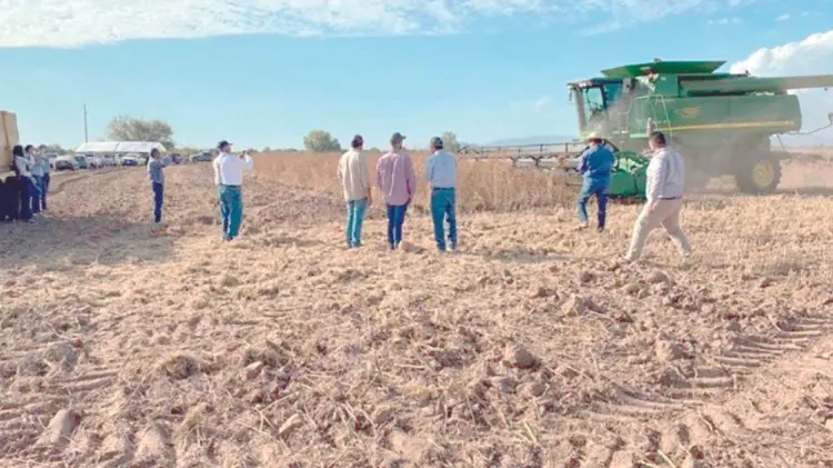 Los productores de granos se enfrentan a precios a la baja (Foto:Especial/EXPRESO)
