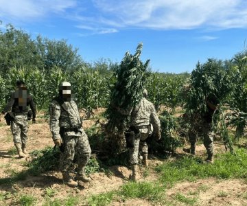 Detienen a cuatro y aseguran plantíos de mariguana en Magdalena de Kino