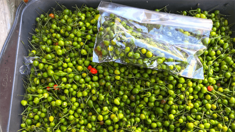 Sequía podría disparar el precio del chiltepín en la región