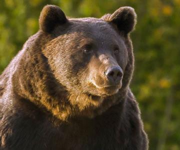 Oso pardo ataca a una familia en Canadá