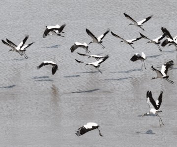 Presa Abelardo L. Rodríguez, santuario de aves migratorias