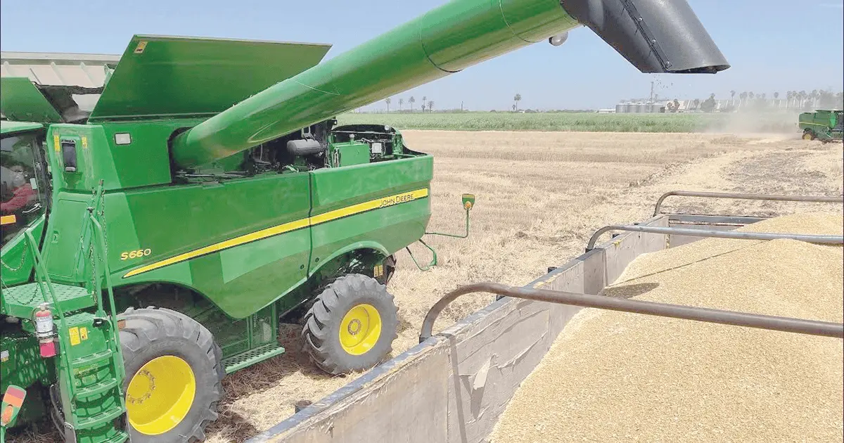 Sonora encabeza producción de trigo