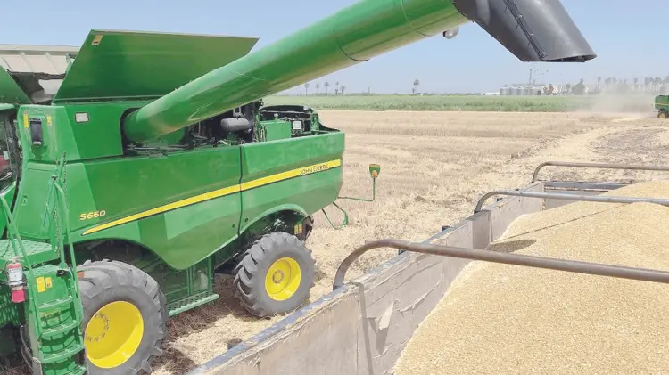Los agricultores obtuvieron un productivo mes de agosto en cosecha de trigo. (Foto:Especial/EXPRESO)