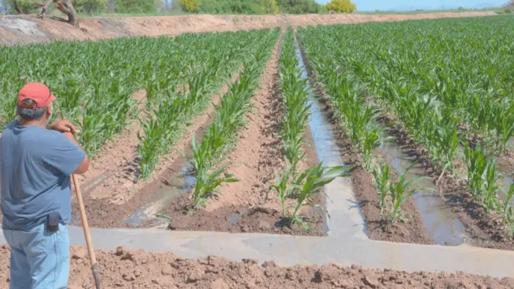 Los productores se ven obligados en cambiar su siembra por una de bajo consumo de agua. (Especial)