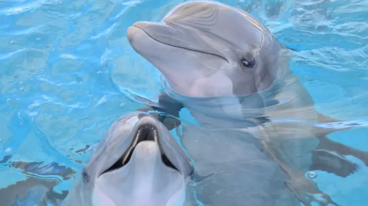 El delfinario es el hogar de tres delfines y tres lobos marinos. (Foto: Facebook/Delfinario Sonora)