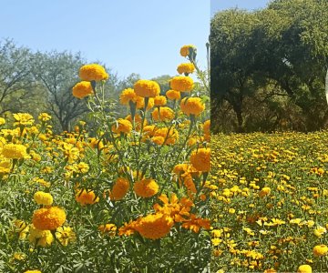 Familia Ochoa Medina ofrece flor de cempasúchil fresca en Ímuris