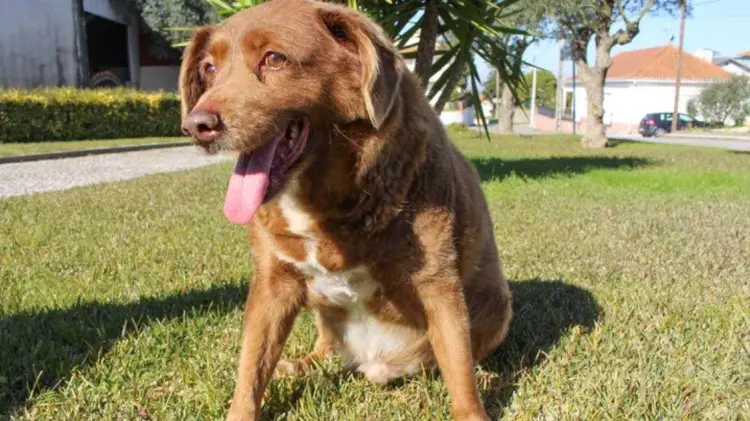 Bobi era un Rafeiro do Alentejo, una raza autóctona de Portugal. (Foto: Tomada de redes)