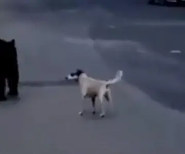 Perro logra ahuyentar a oso y es captado en video