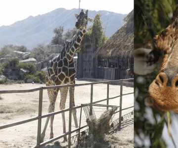 Centro Ecológico de Sonora jubilará a Pancho, jirafa del Eco Safari