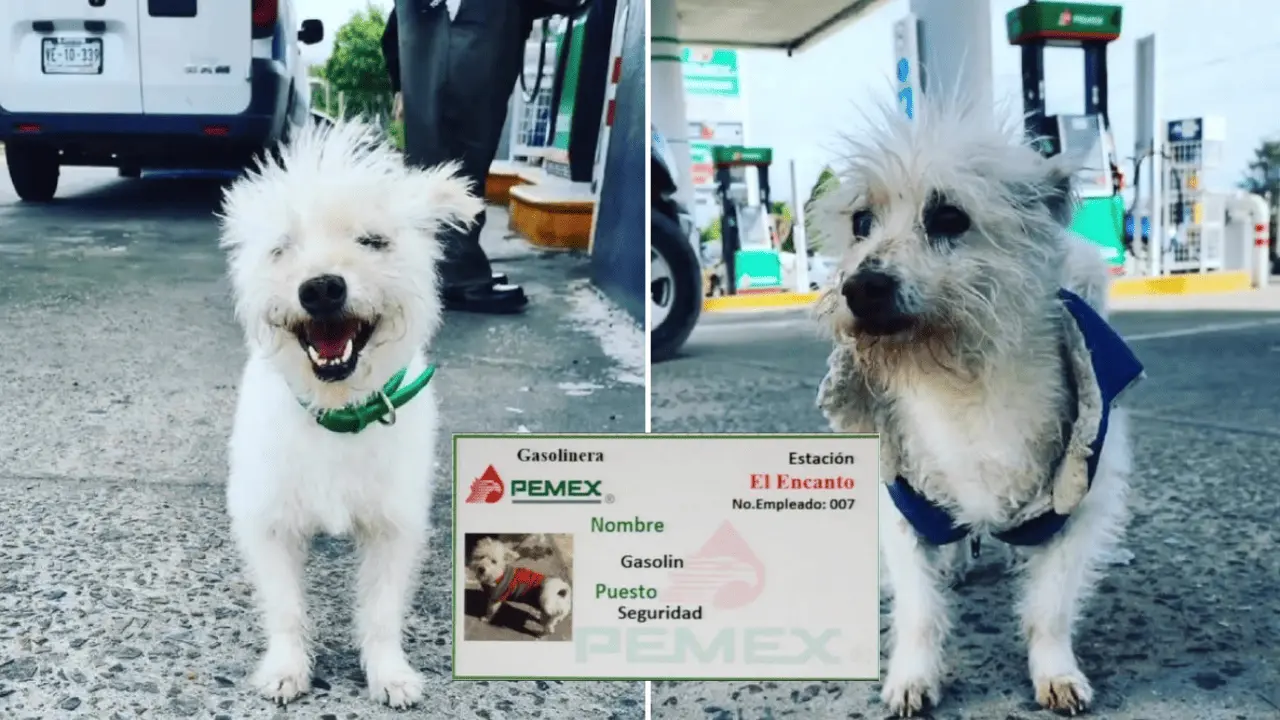 Muere Gasolín, perrito empleado de gasolinera en BC; piden justicia