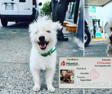 Muere Gasolín, perrito empleado de gasolinera en BC; piden justicia