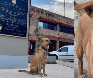 La imprudencia de un conductor acabó con la vida de la mascota de Bomberos